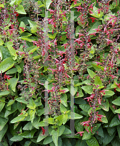 Picture of Salvia coccinea 'Forest Fire'