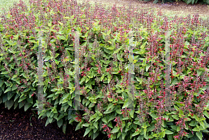 Picture of Salvia coccinea 'Forest Fire'