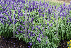 Picture of Salvia farinacea 'Signum'