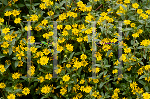 Picture of Sanvitalia procumbens 'Aztec Gold'