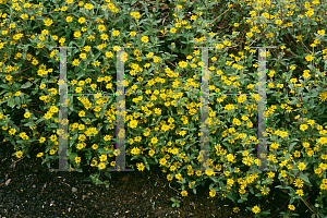 Picture of Sanvitalia procumbens 'Aztec Gold'