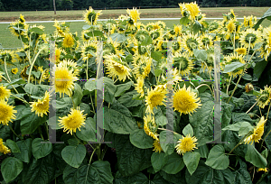 Picture of Helianthus annuus 'Starbust Lemon Aura'