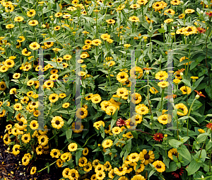 Picture of Zinnia peruviana 'Bonita Yellow'