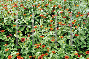 Picture of Zinnia peruviana 'Red Spider'