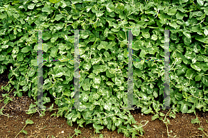 Picture of Ipomoea nil 'Hanafubuki'