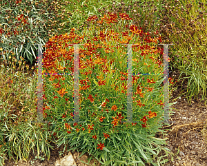 Picture of Coreopsis tinctoria 'Mahogany Midget'