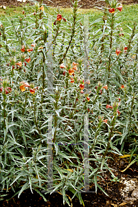 Picture of Oenothera versicolor 'Sunset Blvd.'