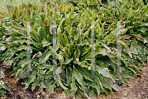 Picture of Rumex sanguineus 