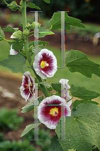 Picture of Alcea rosea 'Creme de Cassis'