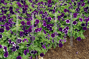 Picture of Petunia x hybrida 'Bella Blue/White Bicolor'