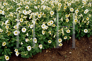 Picture of Petunia x hybrida 'Bush Sunlight'