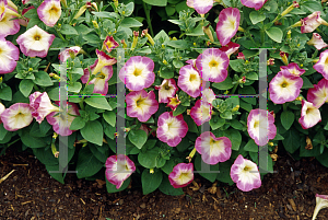 Picture of Petunia x hybrida 'Horizon Coral Halo'