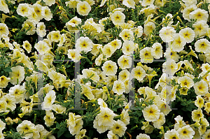 Picture of Petunia x hybrida 'Horizon Yellow'