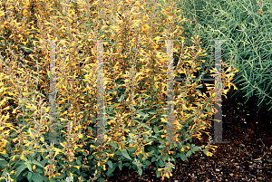 Picture of Agastache aurantiaca 'Apricot Sprite'