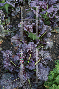 Picture of Brassica juncea 'Red Giant'