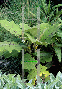 Picture of Solanum quitoense 