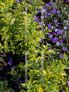 Picture of Duranta erecta 'Golden Edge'