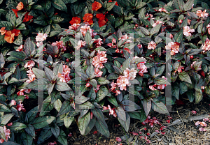 Picture of Impatiens  'Orange Pinwheel Gem'