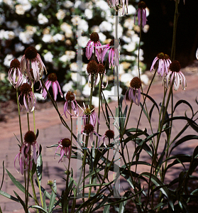 Picture of Echinacea sanguinea 