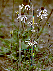 Picture of Echinacea pallida 