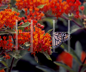 Picture of Asclepias tuberosa 