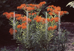 Picture of Asclepias tuberosa 