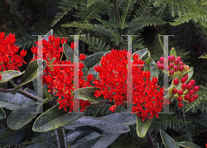 Picture of Asclepias tuberosa 