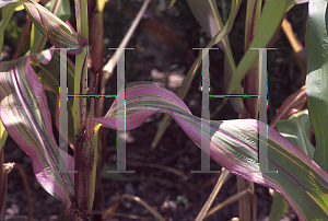 Picture of Zea mays 'Quadricolor'