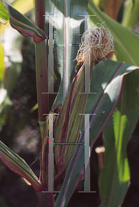 Picture of Zea mays 'Quadricolor'