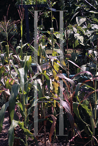 Picture of Zea mays 'Quadricolor'