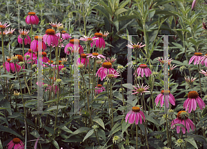 Picture of Echinacea purpurea 'Stewarts Red'