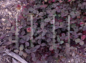 Picture of Trifolium repens 'Wheatfen'