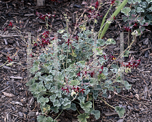 Picture of Pelargonium sidoides 
