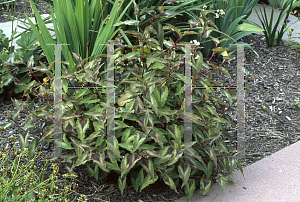 Picture of Polygonum microcephalum 'Red Dragon'