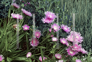 Picture of Stokesia laevis 