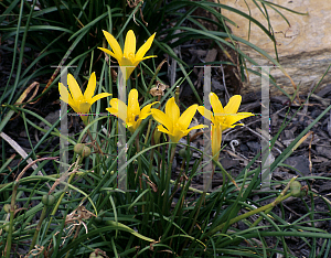 Picture of Zephyranthes flava 