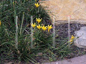 Picture of Zephyranthes flava 