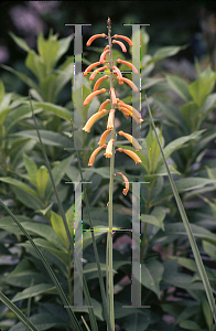 Picture of Kniphofia  'Parmentier'