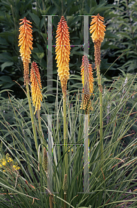 Picture of Kniphofia thompsonii 