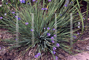 Picture of Sisyrinchium angustifolium 'Lucerne'