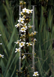 Picture of Sisyrinchium striatum 