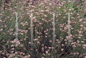 Picture of Sisyrinchium angustifolium 'Quaint and Queer'