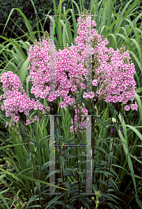 Picture of Phlox maculata 'Natasha'