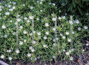 Picture of Delosperma parleum 