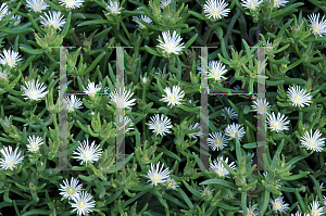 Picture of Delosperma parleum 