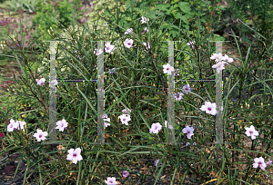 Picture of Ruellia tweediana 'Chi Chi'