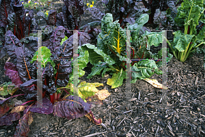 Picture of Beta vulgaris var. flavescens 'Bright Lights'