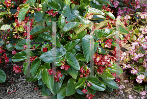 Picture of Begonia coccinea hybrids 'Dragon Wing Red'