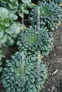 Picture of Brassica rapa var. rosularia 'Tatsoi'