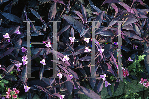 Picture of Tradescantia pallida 